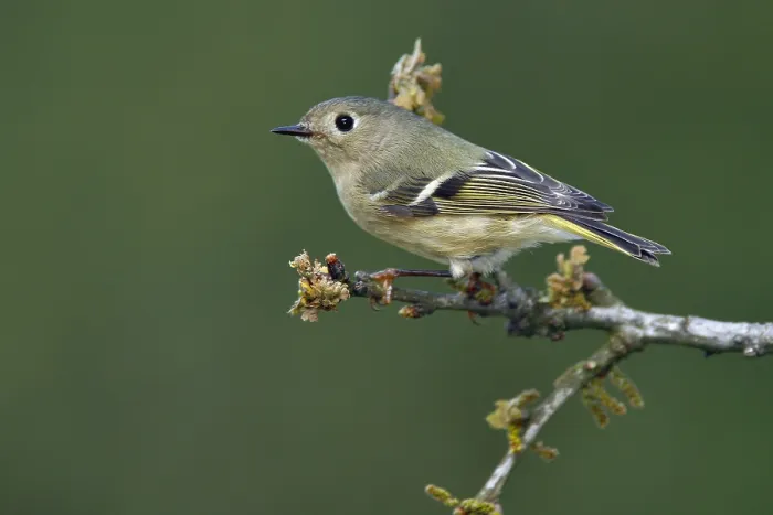 Framed Print : Roodkroonhaan, Ruby-crowned kinglet, Regulus calendula Framed Print : Roodkroonhaan, Ruby-crowned kinglet, Regulus calendula