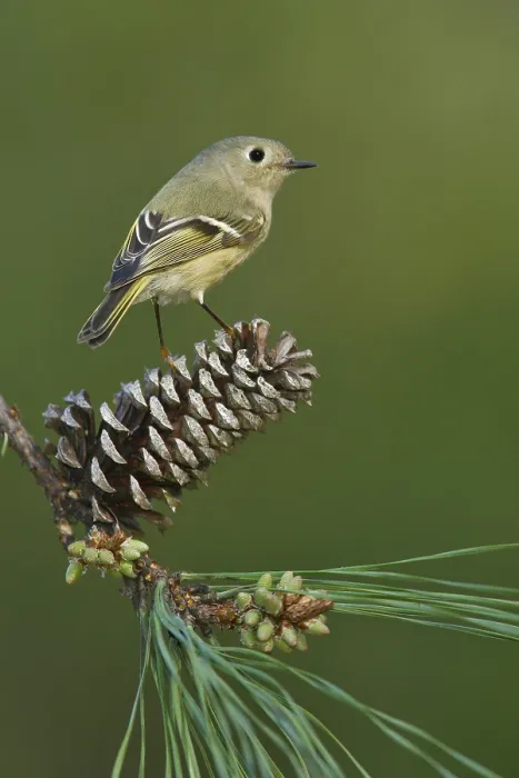 Framed Print : Roodkroonhaan, Ruby-crowned kinglet, Regulus calendula Framed Print : Roodkroonhaan, Ruby-crowned kinglet, Regulus calendula