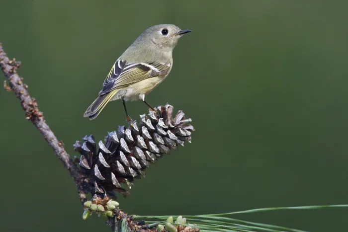 Framed Print : Roodkroonhaan, Ruby-crowned kinglet, Regulus calendula