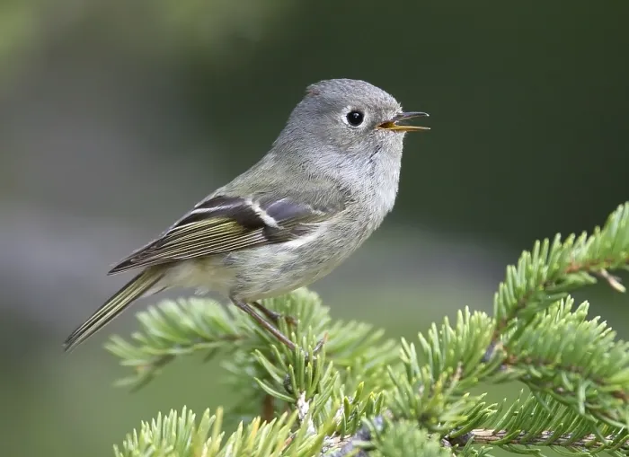 Framed Print : Roodkroonhaan, Ruby-crowned kinglet, Regulus calendula