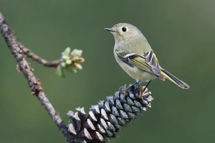 Framed Print : Roodkroonhaan, Ruby-crowned kinglet, Regulus calendula
