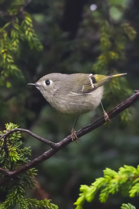 Framed Print : Roodkroonhaan, Ruby-crowned kinglet, Regulus calendula