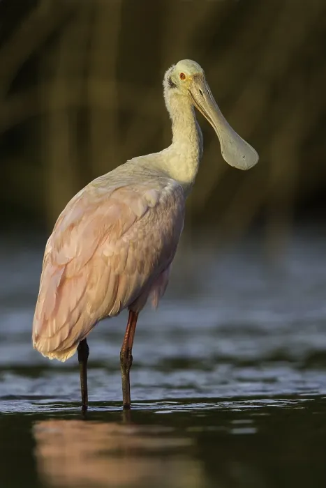 Framed Print : Roseate Spoonbill Framed Print : Roseate Spoonbill