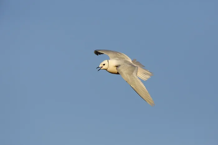 Framed Print : Ross's Gull