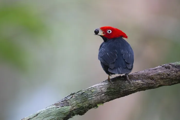 Framed Print : Round-tailed Manakin, Ceratopipra chloromeros