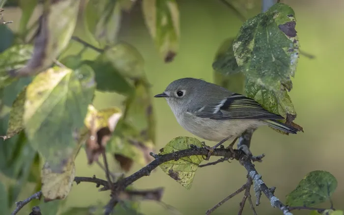 Framed Print : Ruby-crowned Kinglet, Regulus calendula Framed Print : Ruby-crowned Kinglet, Regulus calendula