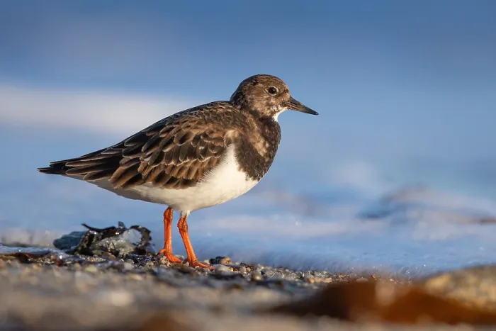 Framed Print : Ruddy turnstone, Arenaria interpres