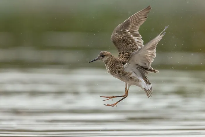 Framed Print : Ruff in flight Framed Print : Ruff in flight