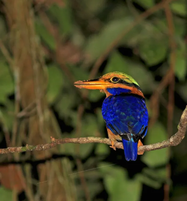 Framed Print : Rufous-collared kingfisher, Actenoides concretus