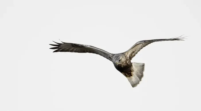 Framed Print : Ruigpootbuizerd, Rough-legged Buzzard, Buteo lagopus