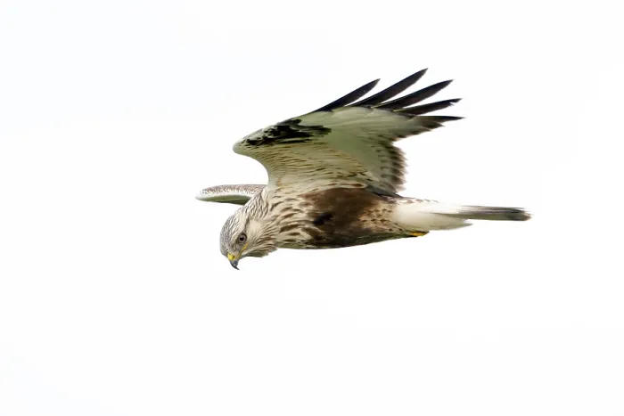 Framed Print : Ruigpootbuizerd, Rough-legged Buzzard, Buteo lagopus Framed Print : Ruigpootbuizerd, Rough-legged Buzzard, Buteo lagopus