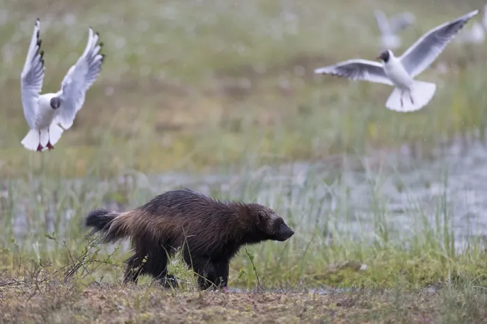 Framed Print : A running wolverine, Gulo gulo
