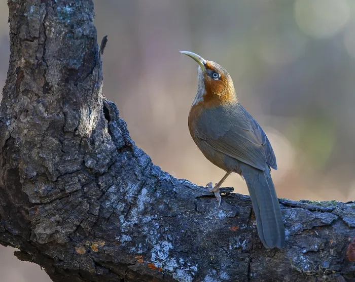 Framed Print : Rusty-cheeked scimitar babbler, Erythrogenys erythrogenys
