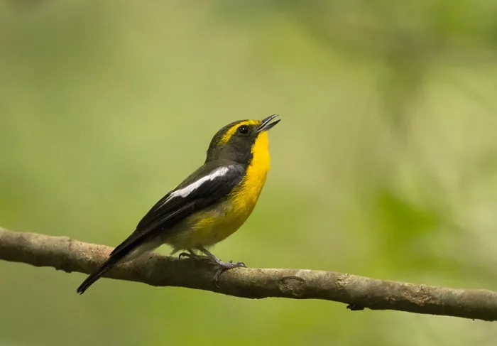 Framed Print : Ryukyu Flycatcher, Ficedula owstoni