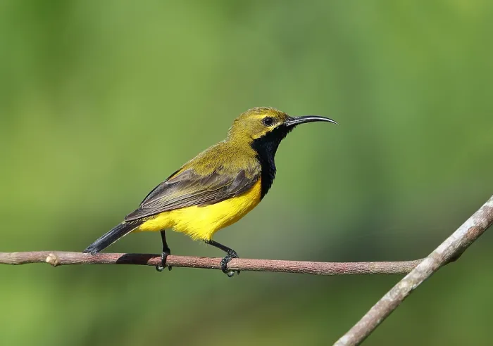 Framed Print : Sahul Sunbird, Cinnyris frenatus