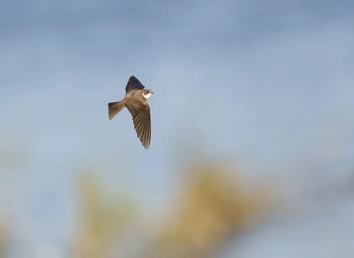 Framed Print : Sand Martin;Riparia riparia