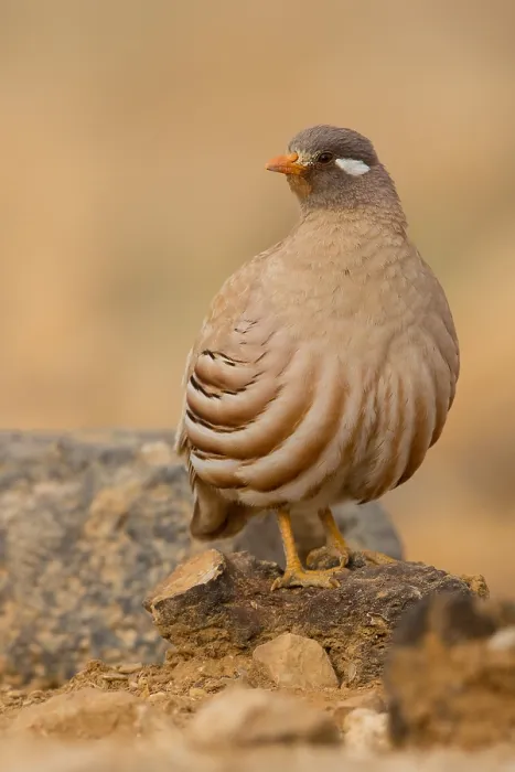 Framed Print : Sand Partridge