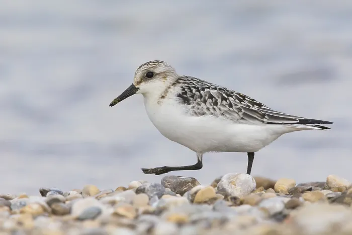 Framed Print : Sanderling