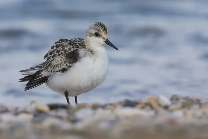 Framed Print : Sanderling
