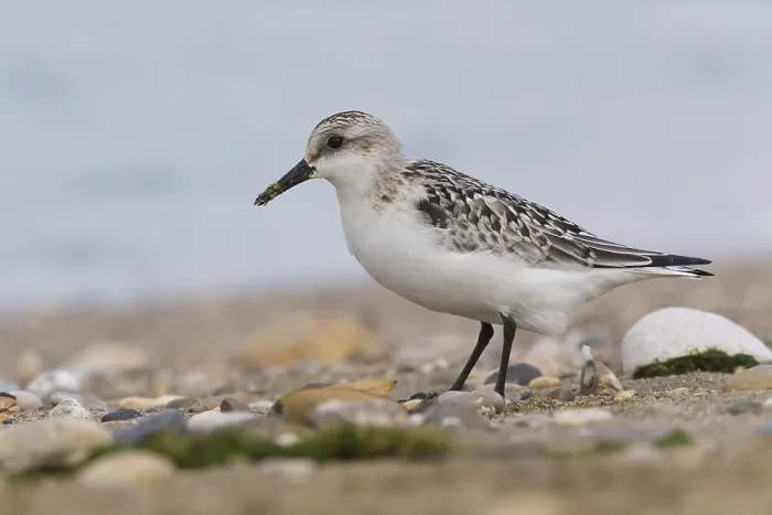 Framed Print : Sanderling