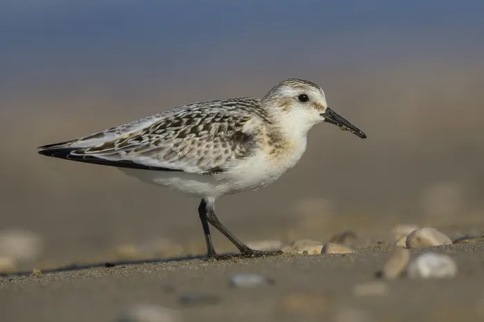 Framed Print : Sanderling
