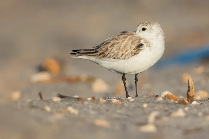 Framed Print : Sanderling, Calidris alba