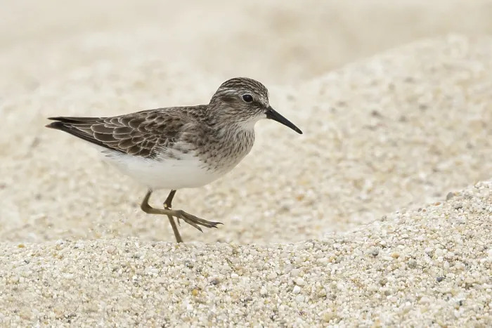 Framed Print : Least Sandpiper Framed Print : Least Sandpiper