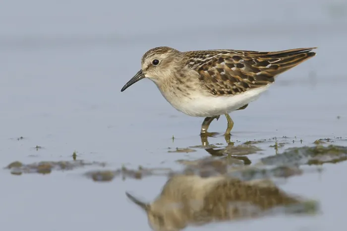 Framed Print : Least Sandpiper Framed Print : Least Sandpiper