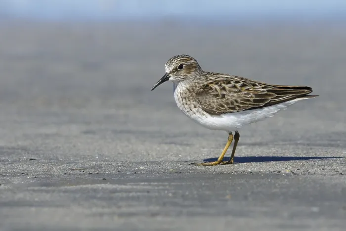 Framed Print : Least Sandpiper