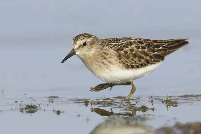 Framed Print : Least Sandpiper