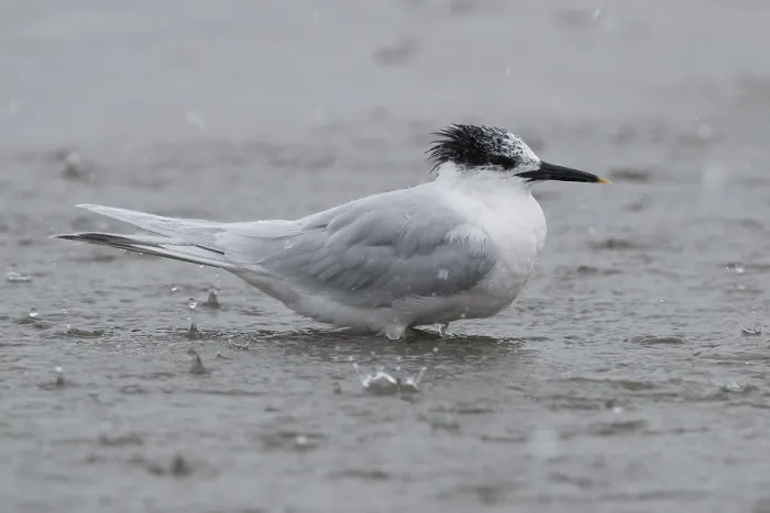 Framed Print : Sandwich Tern Framed Print : Sandwich Tern