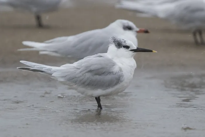Framed Print : Sandwich Tern