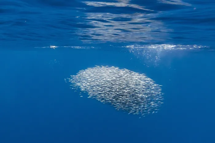 Framed Print : Sardines. Sardine bait ball off Terceira, Azores, Portugal