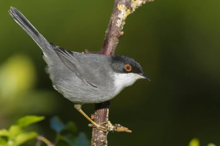 Framed Print : Sardinian Warbler