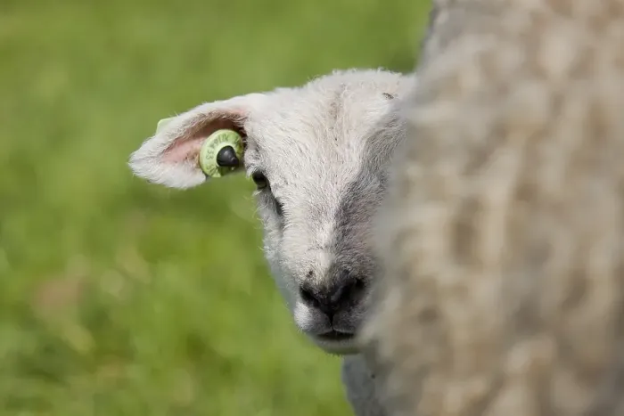Framed Print : Schaap, sheep