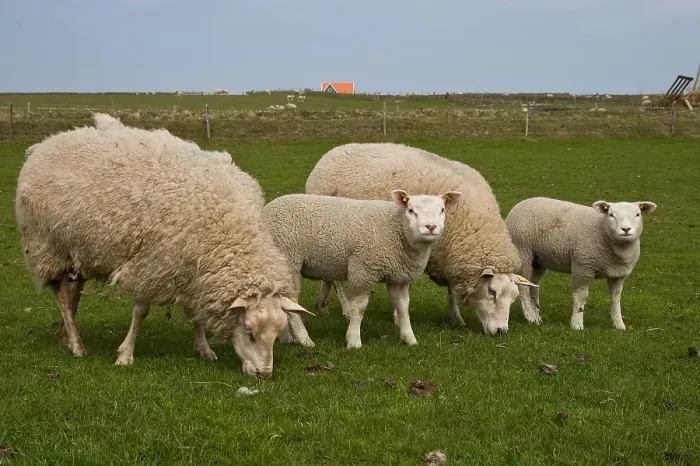 Framed Print : Schaap, Sheep Framed Print : Schaap, Sheep