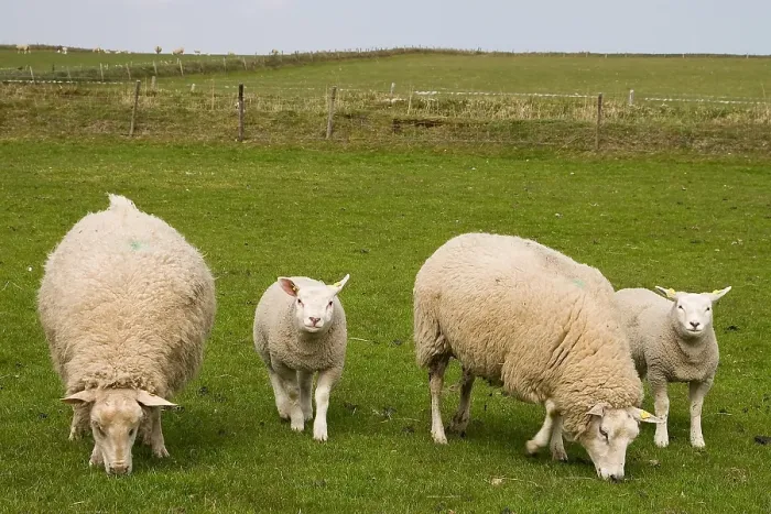 Framed Print : Schaap, Sheep