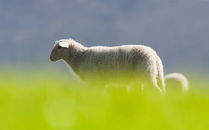 Framed Print : Schaap, Sheep