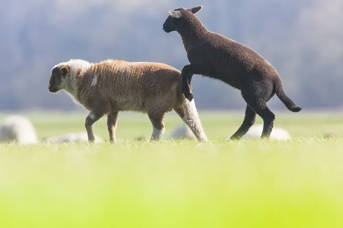 Framed Print : Schaap, Sheep
