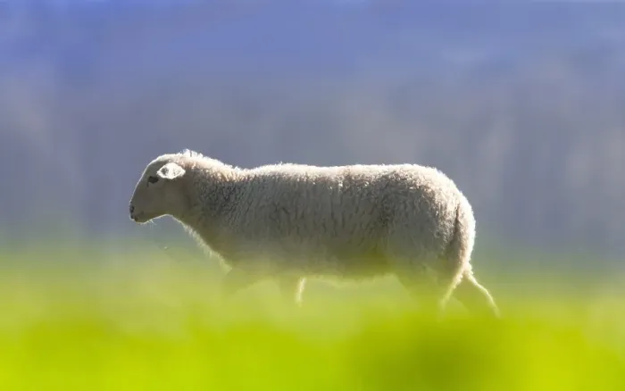Framed Print : Schaap, Sheep