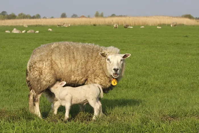 Framed Print : Schaap, Sheep