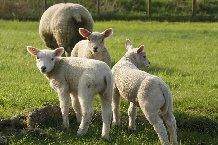 Framed Print : Schaap, Sheep