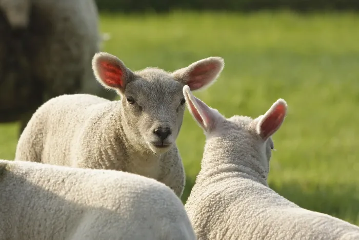 Framed Print : Schaap, Sheep