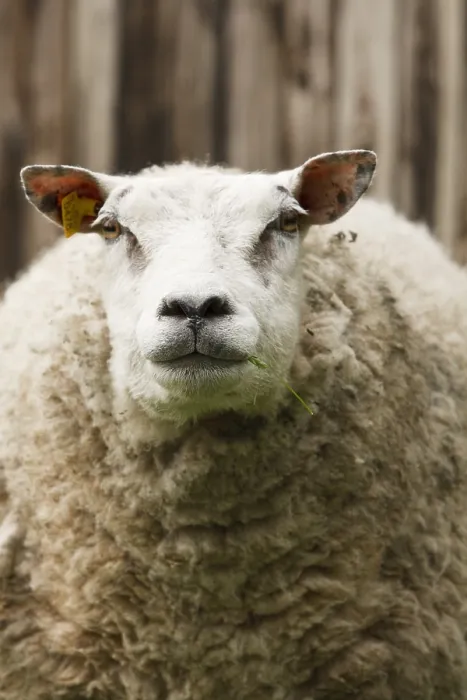 Framed Print : Schaap, Sheep