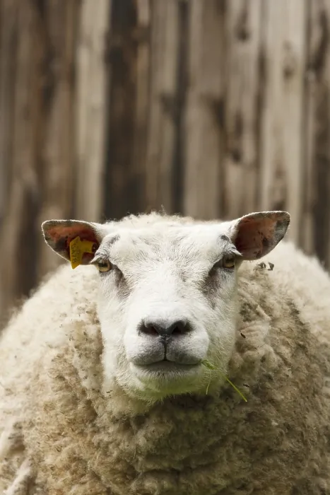 Framed Print : Schaap, Sheep