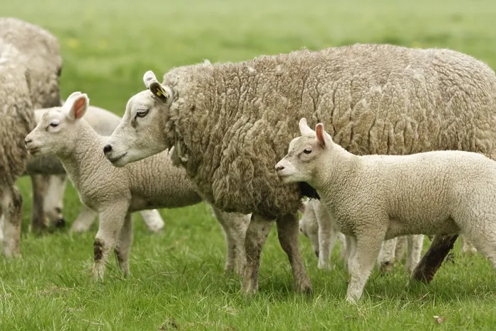 Framed Print : Schaap, Sheep