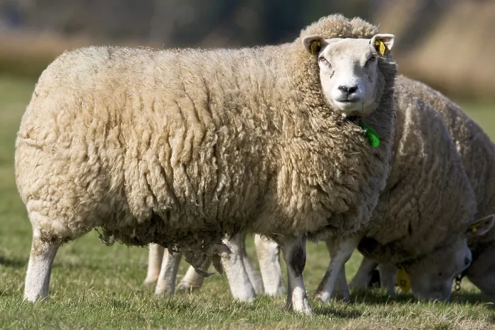 Framed Print : Schaap, Sheep