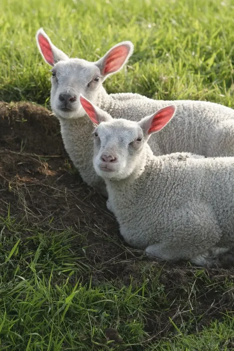 Framed Print : Schaap, Sheep Framed Print : Schaap, Sheep