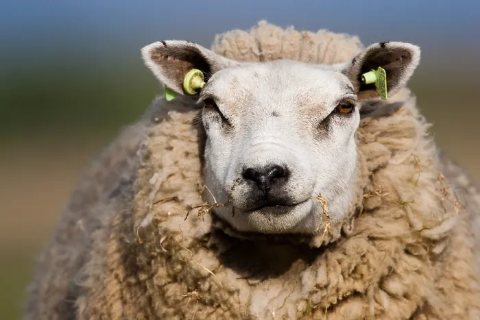 Framed Print : Schaap, Sheep