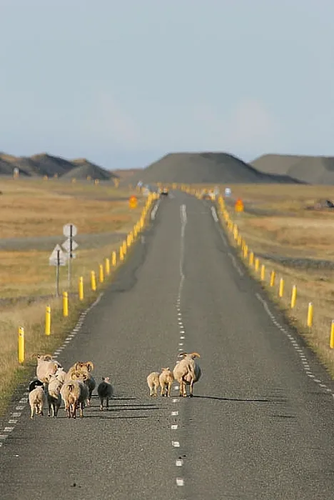  : Schapen, Sheep